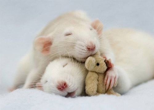 Милые и трогательные крысы