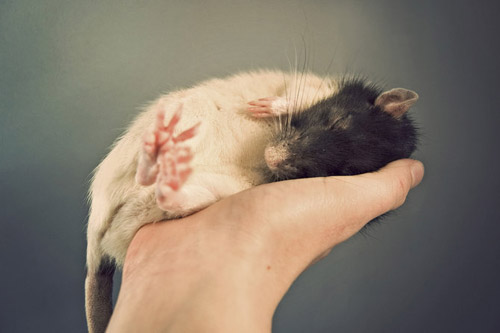 Милые и трогательные крысы