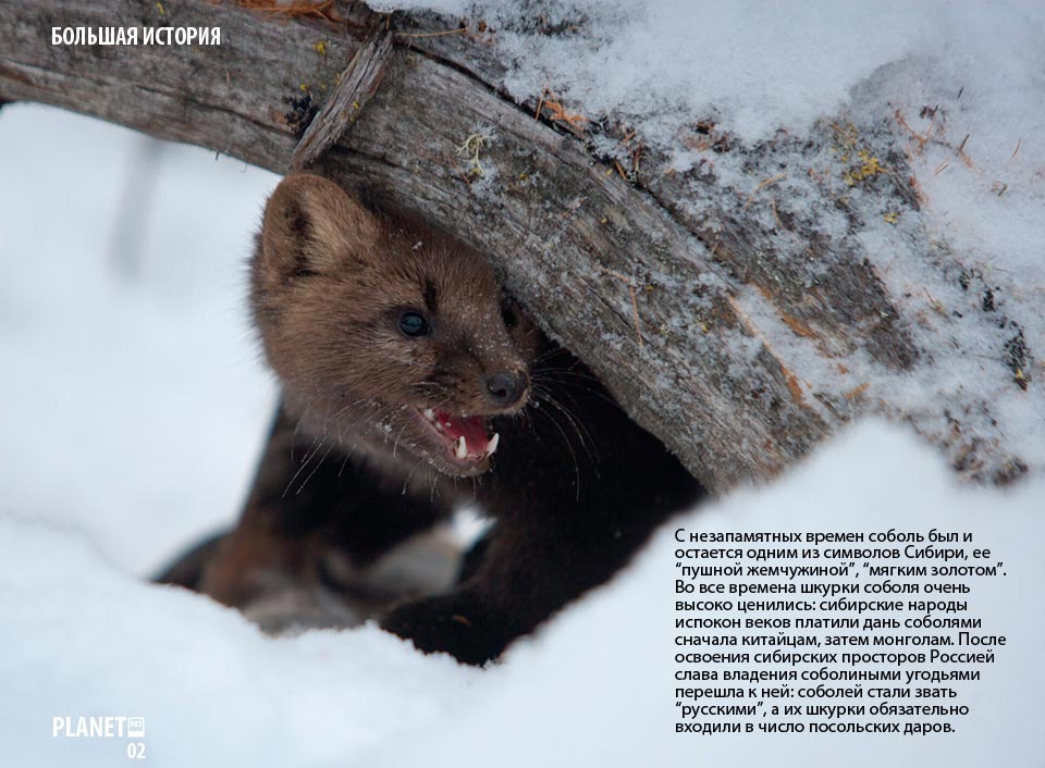 На следующей странице представлены фотографии соболя. Соболь. Соболь животное. Пушные звери Сибири. Интересные факты о Соболе.